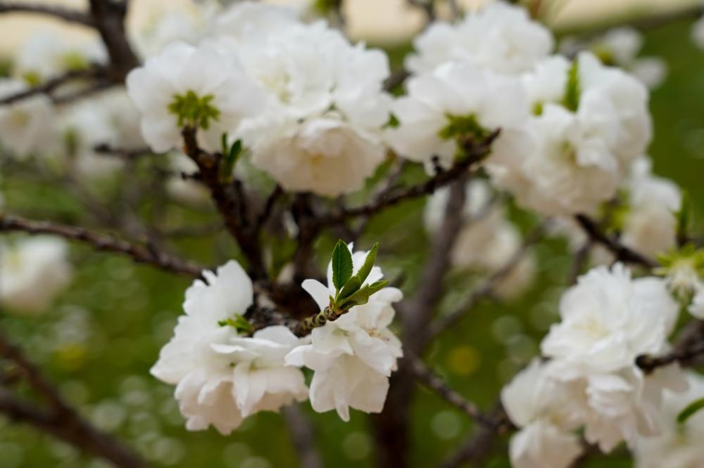 fleurs