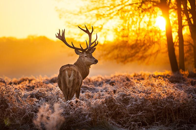 cerf en forêt